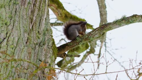 Squirrel on a Tree Branch Eating Nuts. Winter Scenery.