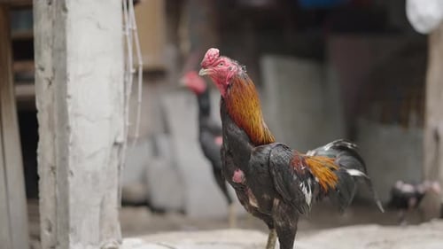 Rooster Standing in Front of a House of Humble People in Bangkok