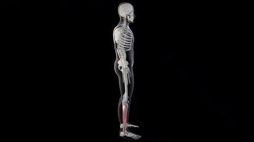 Human Skeleton and Gastrocnemius Muscle 3D Rotation