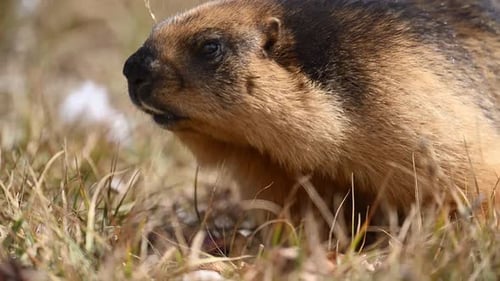 Das Langschwanzmurmeltier oder Goldmurmeltier ernährt sich vom Müll