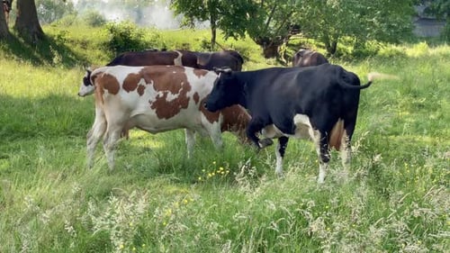 Cows on Pasture in Field Cows Taking Rest on the Field