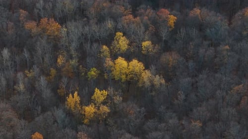 A forest with vibrant yellow trees amidst bare branches in autumn, aerial view