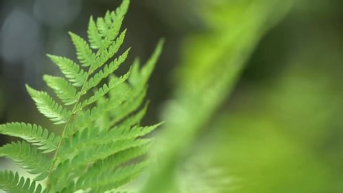 Close up shot of a fern in summer