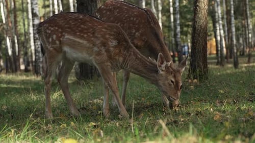 Spotted Deer Grazing Together in Forest Meadow