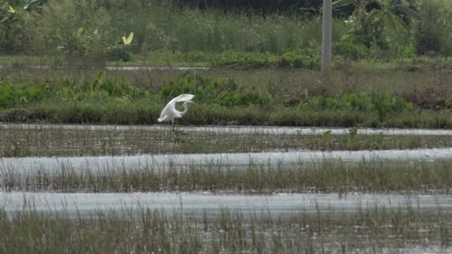 Vietnamesische Wildvogelfauna, Ardea alba-Arten, Landung in Zeitlupe
