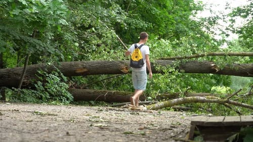A tourist guy with a backpack walks along a forest road with a fallen tree after a hurricane