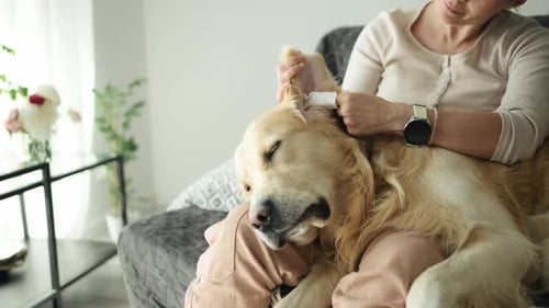 Adult Cleans Gentle Golden Retriever's Ear at Home