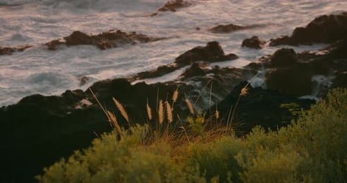 Ocean Waves Breaking on Rocky Beach at Golden Sunset Light Closeup Autumn Grass Against Raging