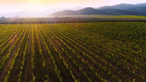 Aerial Flyover Shot of Beautiful Vineyards in the Sunset, Mighty Mountains Seen in the Background.
