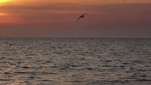 Seagulls Flying Over The Ocean In Red Twilight