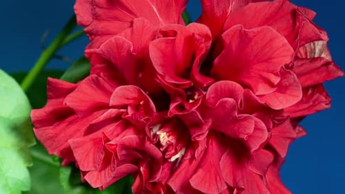Red Hibiscus Open Terry Flower in Time Lapse on a Leaves and Blue Background. The Bud Opens