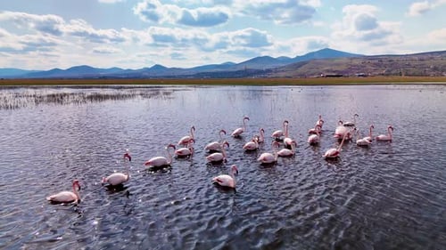 Flock of flamingos feeding in a dark water wetland lake, aerial drone view