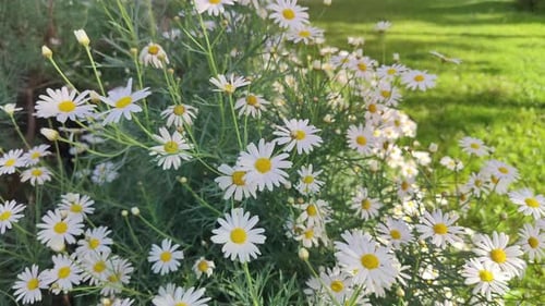 Spring Daisy Garden In Nature