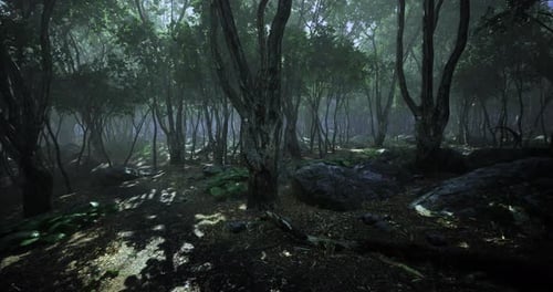 Mystical Forest Bathed in Soft Light and Shadows Revealing Natures Wonders