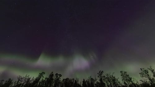 Aurora borealis timelapse over a forest in Abisko, Sweden