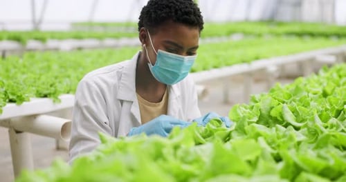 Woman, inspection and hydroponic farm for greenhouse plant gardening or agriculture research