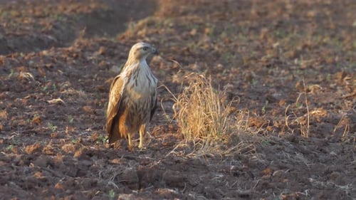 Long legged buzzard Adult on field, Israel