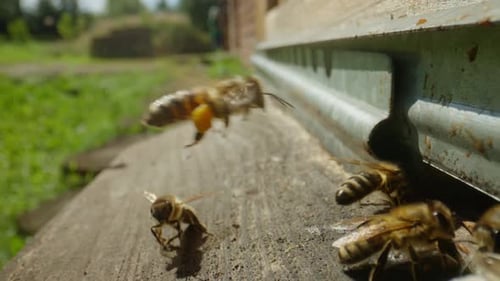 Bees Crawl Near the Notch in the Apiary Buzz and Flap Their Wings