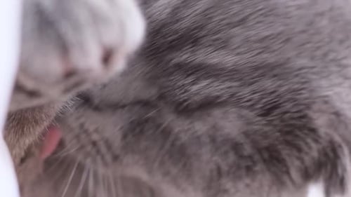 A Scottish Tabby Cat Lies on a Snowwhite Bed and Licks Itself Vertical Video
