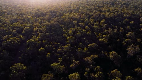 Aerial View of a Dense Forest Canopy at Sunset