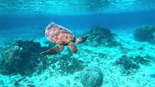 Closeup Of A Sea Turtle Swimming Under The Crystal Blue Sea - underwater, side view.