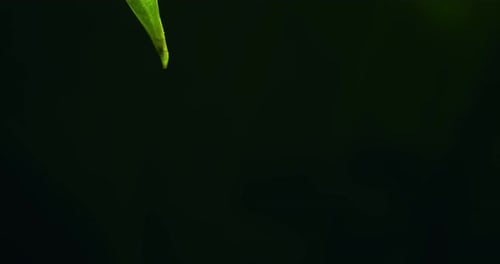 A drop of water hanging from the tip of a leaf in home garden