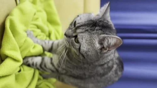Silver Tabby Cat Resting Indoors with Green Cloth