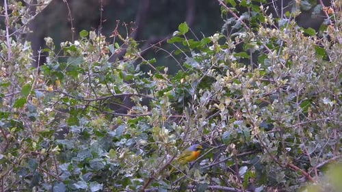 Orange-breasted bush shrike hidden among dense green foliage in the wild