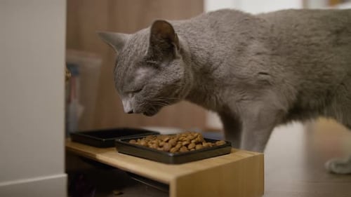 Gray Cat Eating Dry Food from Bowl Indoors
