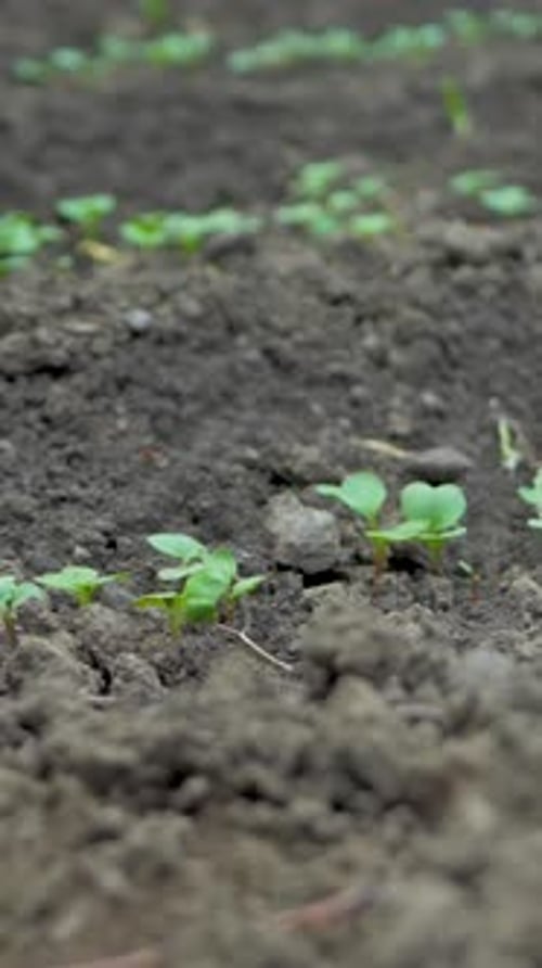 Pequenos brotos de rabanete emergem do solo extraindo energia de nutrientes