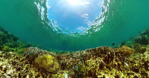 Underwater Coral Reef with Tropical Fish Swimming