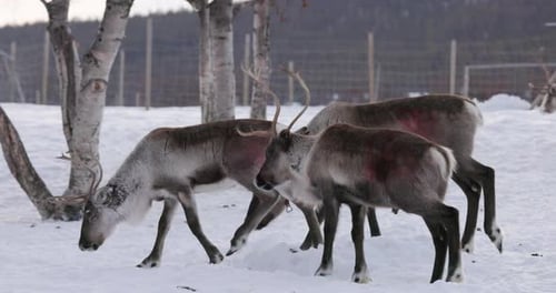 Reindeer herd in Swedish Lapland