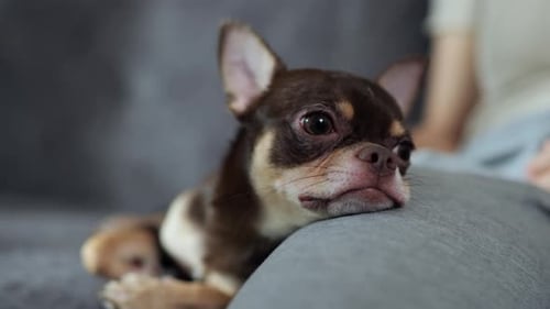 Chihuahua Dog Resting Head on Woman's Lap