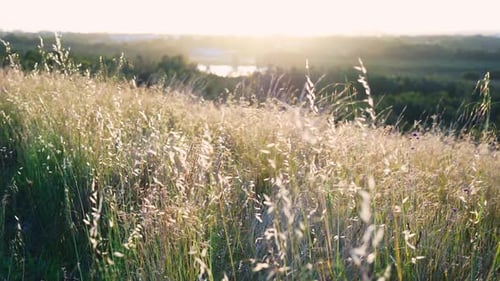 Golden Grass Swaying in Gentle Sunrise or Sunset