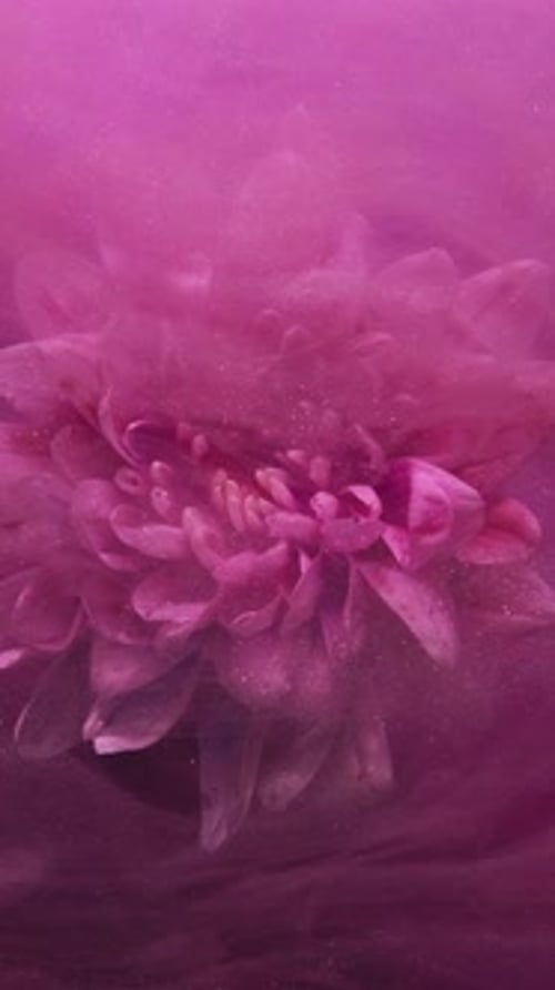 Pink Flower Underwater
