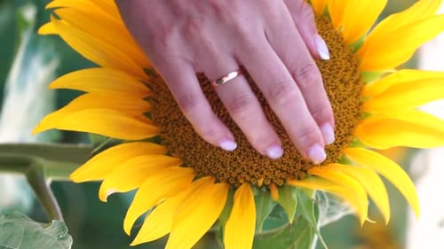 Woman Sunflower Field Woman Agronomist and Farmer Inspect Cultivated Sunflowers at Sunset Closeup of