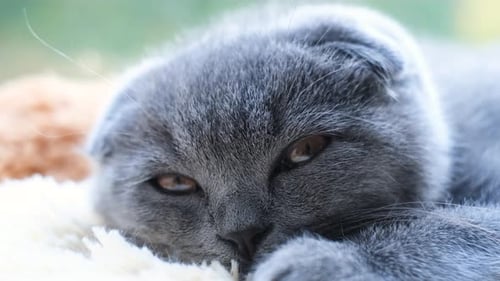 A Gray Tabby Cat Lies in Bed and Falls Asleep