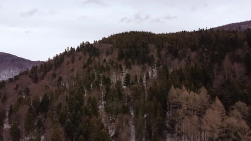 Aerial Shot Flying Over Pine Trees In A Mountain Range