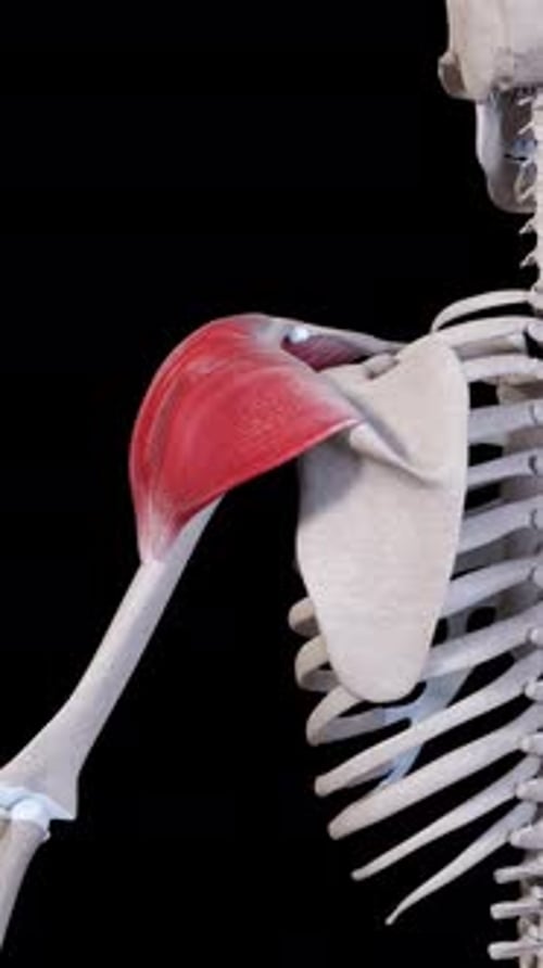 Deltoid Muscle Movement Back View Vertical Video