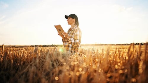 Farmer Stands in Wheat Field and Uses Digital Tablet to Work on Sunset Background