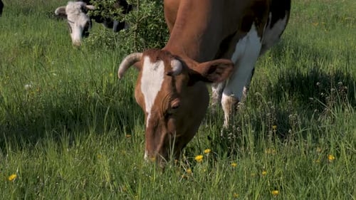 Cow Grazing in the Pasture