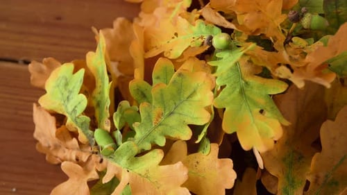 Autumn oak leaves close up on wood table