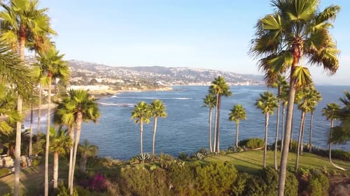 Palm Trees at Laguna Beach, Sunset. Orange County, Southern California Coast, USA. Drone of Shore