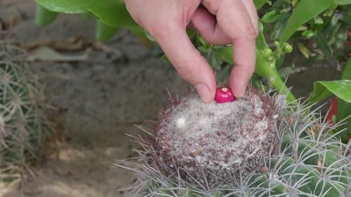 Closeup Turk's Cap Cactus or Melocactus curvispinus, woman's hand, taking out the fruit with the fin