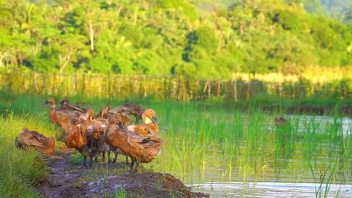 Eine Herde Enten schlägt mit den Flügeln