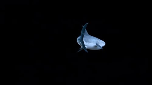 Realistic 3D Animated Great White Shark Swimming