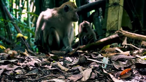 Wilder Affe kratzt sich auf dem Waldboden des Dschungels von Khao Sok den Rücken