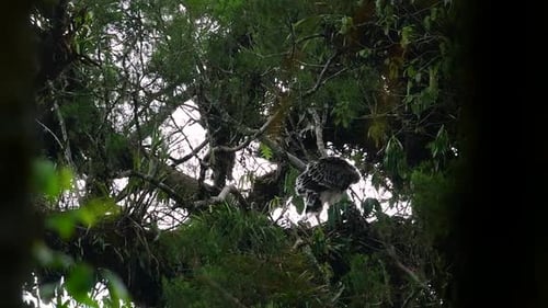 L'aigle des Philippines, également connu sous le nom d'aigle mangeur de singes, est en danger critique d'extinction et peut vivre jusqu'à