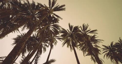 Golden Sunset Through Tropical Palm Trees Scene