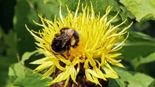 A macro close up shot of a bumble bee on a yellow flower searching for food and flying away.